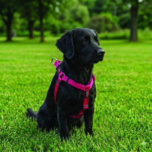 Orma za psa Soft Classic